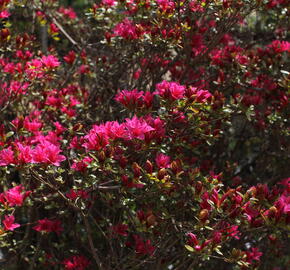 Azalka japonská - Azalea japonica