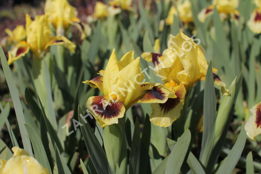 Kosatec nízký 'Gleaming Gold' - Iris barbata-nana 'Gleaming Gold'