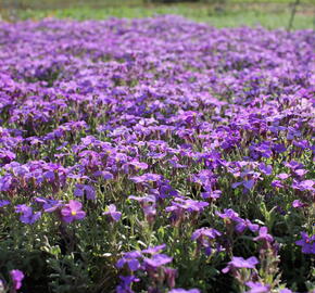 Tařička kosníkovitá 'Royal Blue' - Aubrieta deltoides 'Royal Blue'