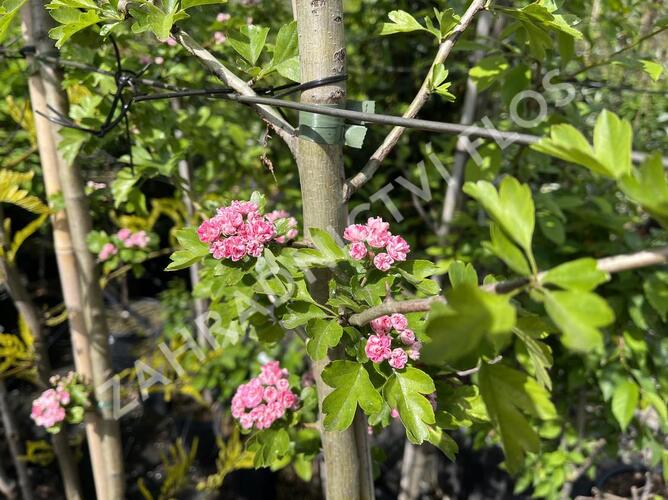 Hloh obecný 'Rosea Plena' - Crataegus laevigata 'Rosea Plena'