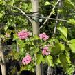 Hloh obecný 'Rosea Plena' - Crataegus laevigata 'Rosea Plena'