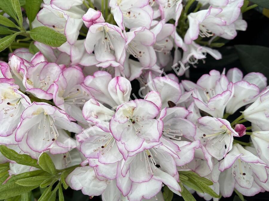 Pěnišník 'Picotee' - Rhododendron (T) 'Picotee'