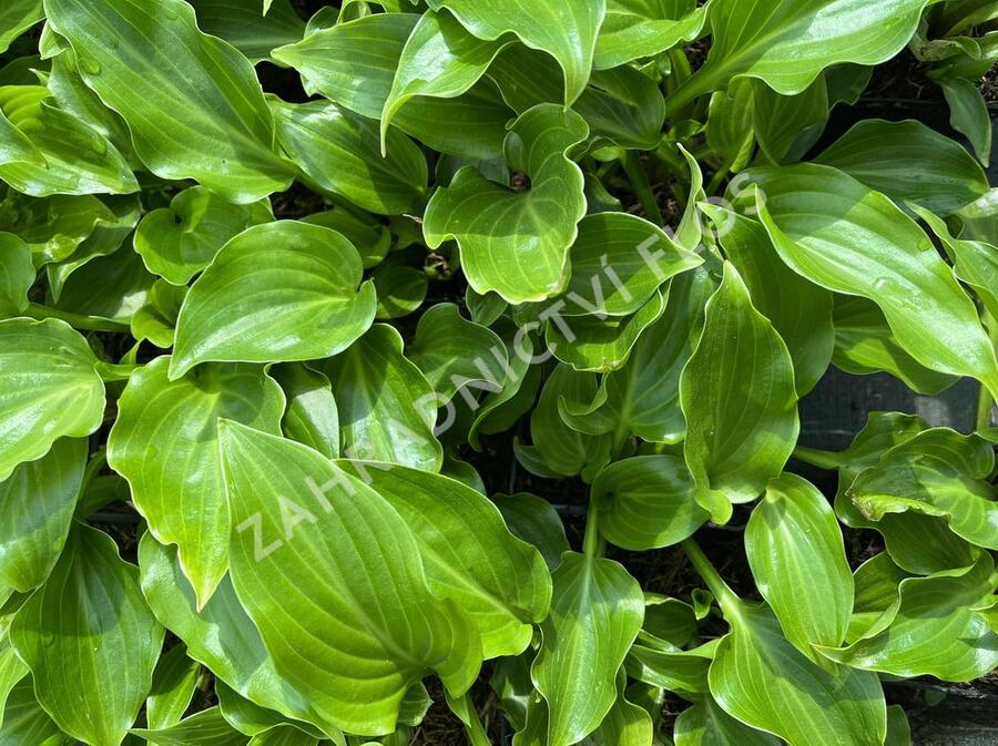 Bohyška vlnitolistá 'Erromena' - Hosta undulata 'Erromena'