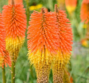 Kleopatřina jehla (mnohokvět)  ‘Nobilis’ - Kniphofia uvaria ‘Nobilis’