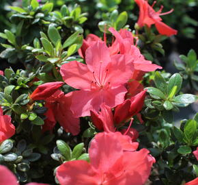 Azalka japonská 'Aladin' - Azalea japonica 'Aladin'