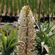 Liliochvostec - Eremurus robustus