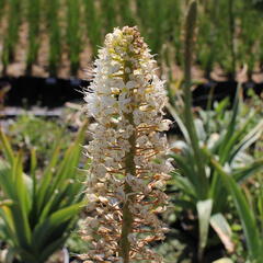 Liliochvostec - Eremurus robustus