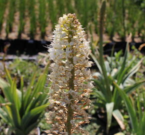 Liliochvostec - Eremurus robustus