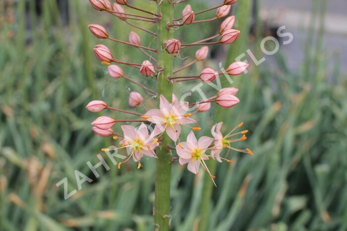 Liliochvostec 'Romance' - Eremurus 'Romance'