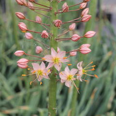 Liliochvostec 'Romance' - Eremurus 'Romance'