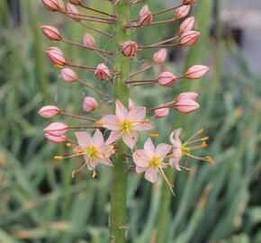 Liliochvostec 'Romance' - Eremurus 'Romance'