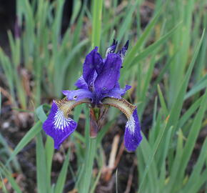 Kosatec sibiřský 'Shirley Pope' - Iris sibirica 'Shirley Pope'