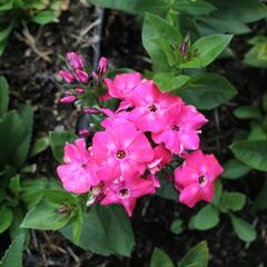 Plamenka latnatá 'Flame Pro Cercise' - Phlox paniculata 'Flame Pro Cercise'