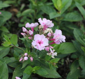 Plamenka latnatá 'Flame Pro Pink Pop' - Phlox paniculata 'Flame Pro Pink Pop'