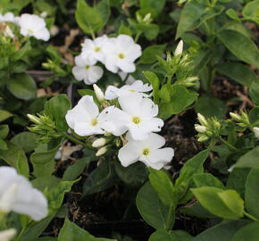 Plamenka latnatá 'Flame Pro White' - Phlox paniculata 'Flame Pro White'