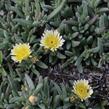 Kosmatec 'Suntropics Cream' - Delosperma cultivars 'Suntropics Cream'