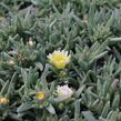 Kosmatec 'Suntropics Cream' - Delosperma cultivars 'Suntropics Cream'