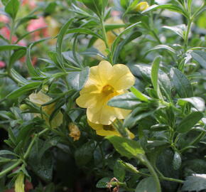 Minipetúnie, Million Bells 'Calita Gold Shimmer' - Calibrachoa hybrida 'Calita Gold Shimmer'