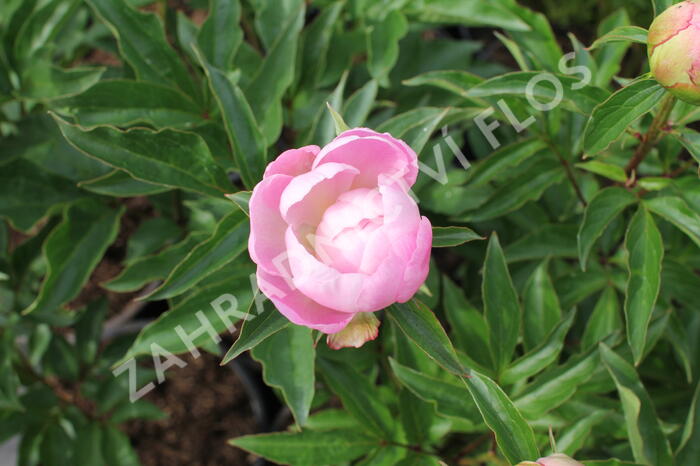 Pivoňka bělokvětá 'Catharina Fontijn' - Paeonia lactiflora 'Catharina Fontijn'