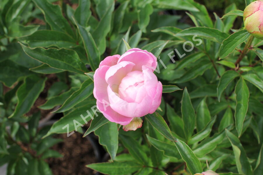 Pivoňka bělokvětá 'Catharina Fontijn' - Paeonia lactiflora 'Catharina Fontijn'