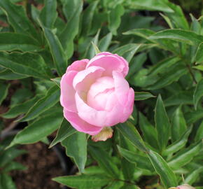 Pivoňka bělokvětá 'Catharina Fontijn' - Paeonia lactiflora 'Catharina Fontijn'