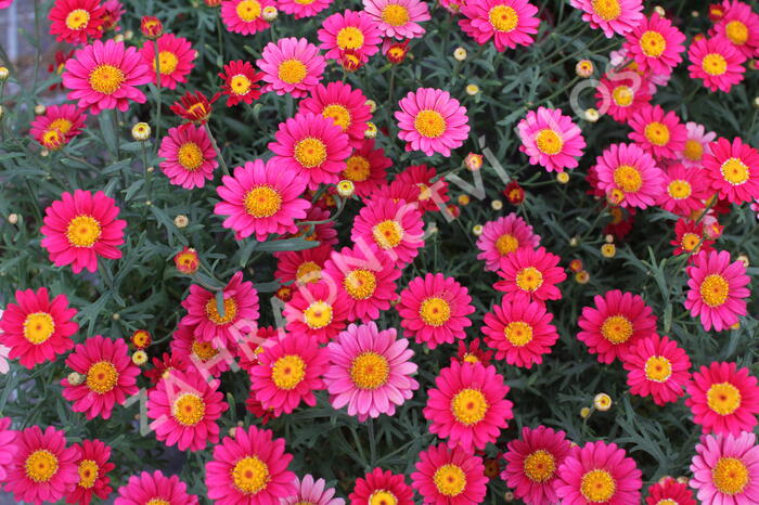 Kopretina pařížská 'Aramis Wine Red' - Argyranthemum frutescens 'Aramis Wine Red'