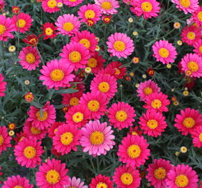 Kopretina pařížská 'Aramis Wine Red' - Argyranthemum frutescens 'Aramis Wine Red'