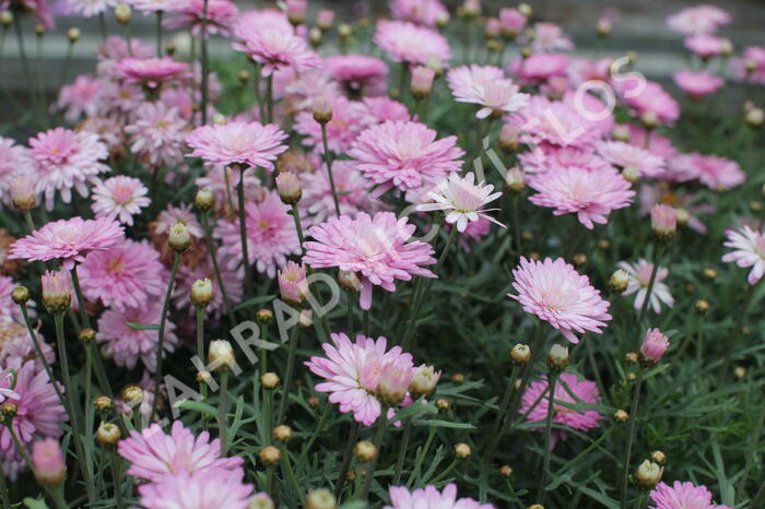 Kopretina pařížská 'Aramis Double Pink' - Argyranthemum frutescens 'Aramis Double Pink'