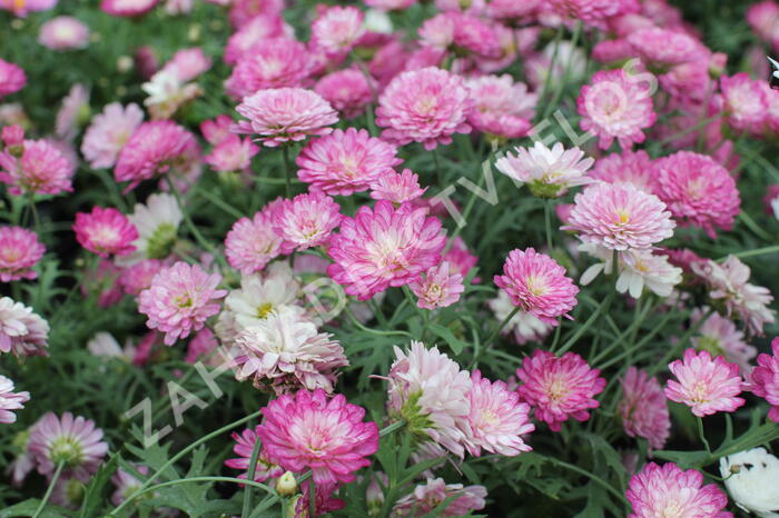 Kopretina pařížská 'Aramis Double Strawberry Cream' - Argyranthemum frutescens 'Aramis Double Strawberry Cream'