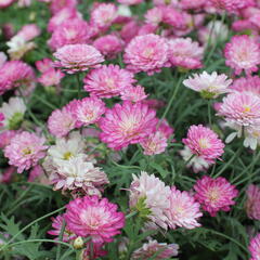 Kopretina pařížská 'Aramis Double Strawberry Cream' - Argyranthemum frutescens 'Aramis Double Strawberry Cream'