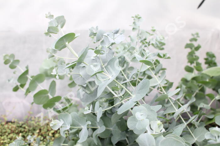 Blahovičník 'Silver Dollar - Eucalyptus cinerea 'Silver Dollar'