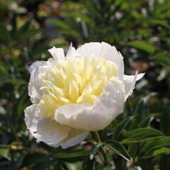 Pivoňka bělokvětá 'Laura Dessert' - Paeonia lactiflora 'Laura Dessert'