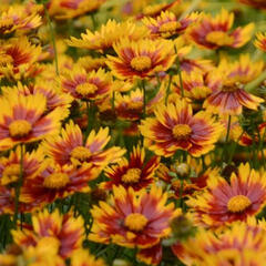 Krásnoočko 'Little Bang Daybreak' - Coreopsis 'Little Bang Daybreak'