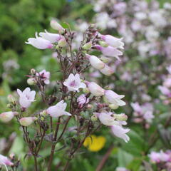 Dračík 'Dakota™ Verde' - Penstemon 'Dakota™ Verde'