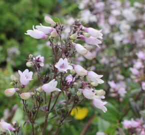 Dračík 'Dakota™ Verde' - Penstemon 'Dakota™ Verde'