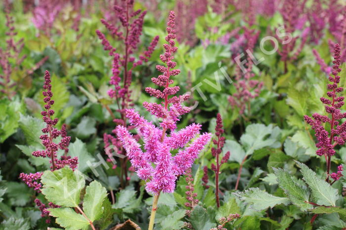 Čechrava čínská 'Visions in Red' - Astilbe chinensis 'Visions in Red'