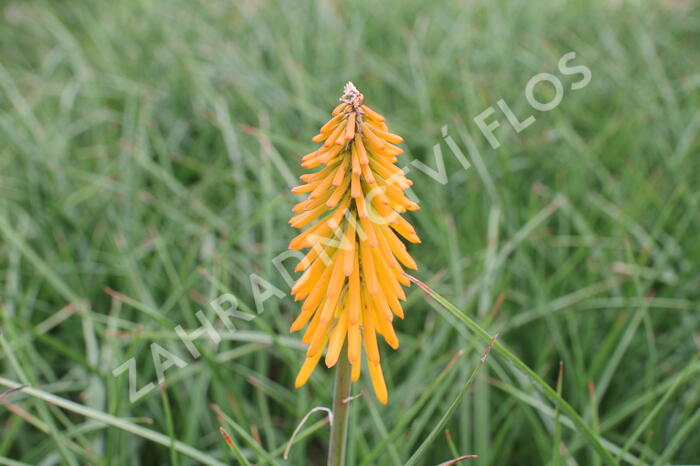 Kleopatřina jehla 'Mango Popsicle' - Kniphofia 'Mango Popsicle'®