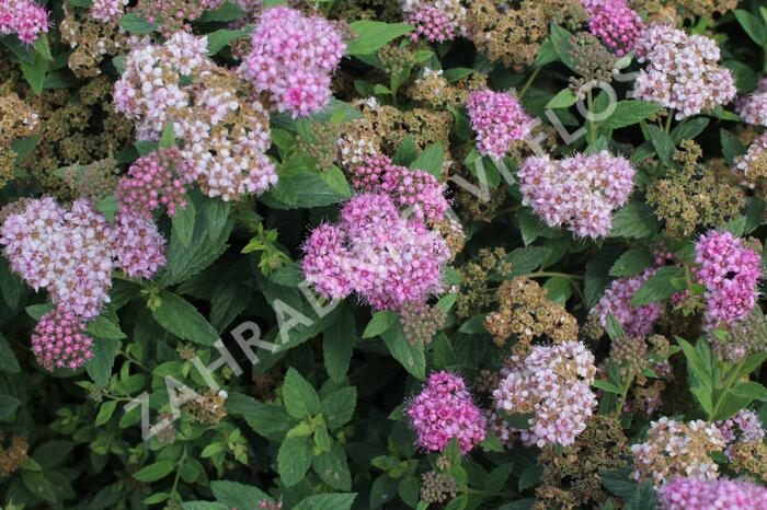 Tavolník japonský 'Fenna' - Spiraea japonica 'Fenna'