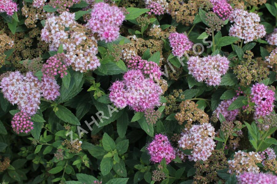 Tavolník japonský 'Fenna' - Spiraea japonica 'Fenna'