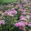 Tavolník japonský 'Fenna' - Spiraea japonica 'Fenna'