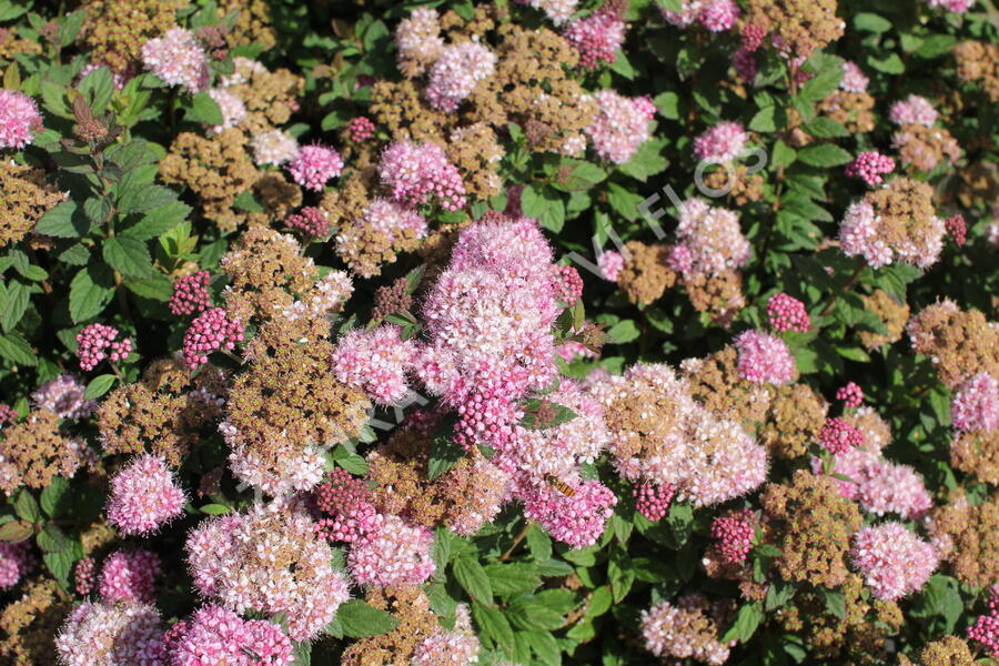 Tavolník japonský 'Odessa' - Spiraea japonica 'Odessa'