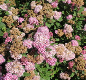 Tavolník japonský 'Odessa' - Spiraea japonica 'Odessa'