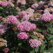 Tavolník japonský 'Odessa' - Spiraea japonica 'Odessa'