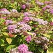 Tavolník japonský 'Tess' - Spiraea japonica 'Tess'