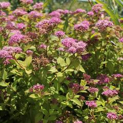 Tavolník japonský 'Caramel' - Spiraea japonica 'Caramel'