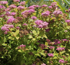 Tavolník japonský 'Caramel' - Spiraea japonica 'Caramel'