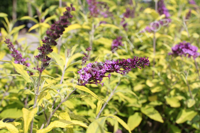 Motýlí keř, Komule davidova 'Moonshine' - Buddleja davidii 'Moonshine'