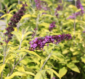 Motýlí keř, Komule davidova 'Moonshine' - Buddleja davidii 'Moonshine'