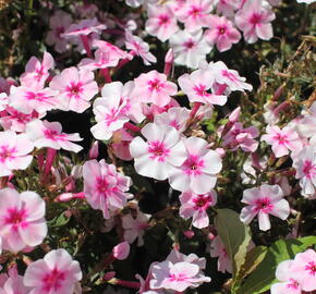 Plamenka latnatá 'Early Pink' - Phlox paniculata 'Early Pink'