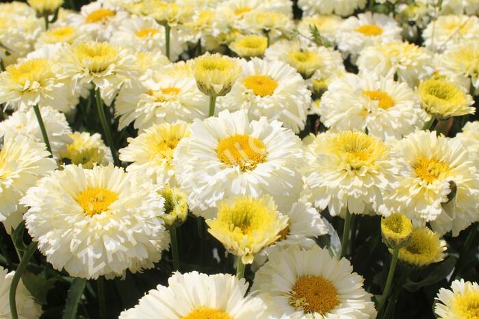 Kopretina největší 'Lemon Puff' - Leucanthemum maximum 'Lemon Puff'